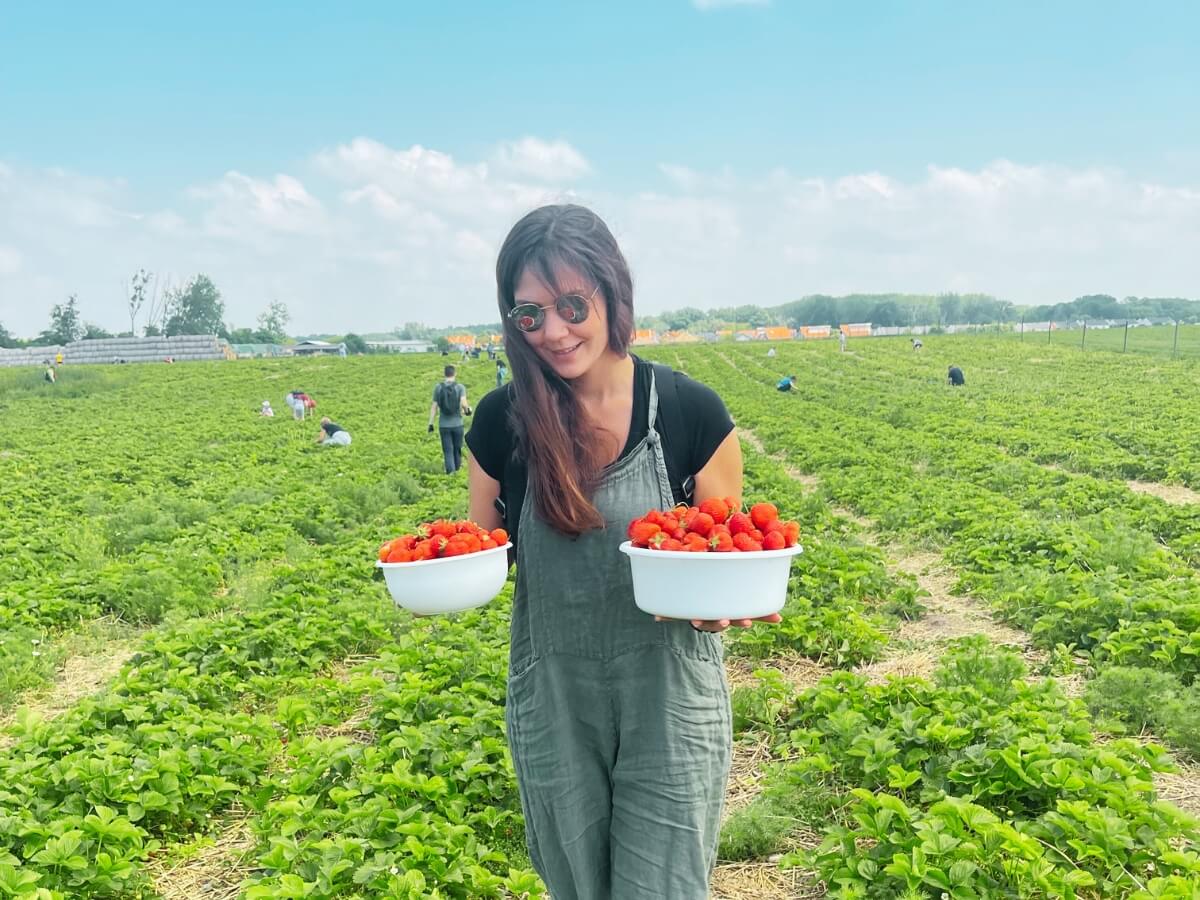 Žena drží dve misky plné nazberaných jahôd na poli.