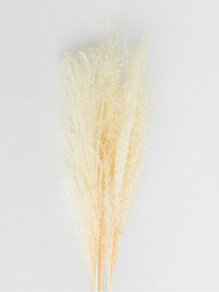 Sušené kvety Feather Pampas – biele